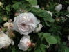 blanchefleur2