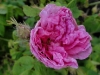 blush-damask