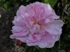 celsiana