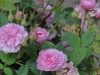 centifolia-pompon-de-burgundica
