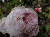 centifolia-variegata
