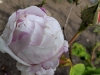 centifolia-variegata2
