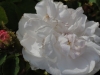 comtesse-de-murinais