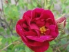 conditorum