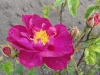 conditorum2
