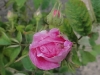 damascenska-marie-louise