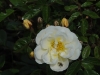 evangeline