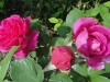 francois-arago