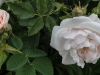 jeanne-darc