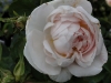 jeanne-darc2