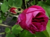 la-noblesse