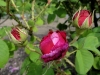 la-noblesse2