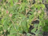 lippoldsberg2