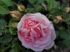 maidens-blush