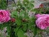 mme-lauriop-de-barny
