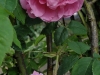 mme-sancy-de-parabere
