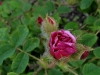 muscosa-rubra