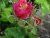 paeonienrose