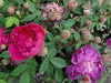 parviflora