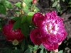 parviflora2