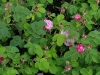 pink-leda