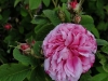 pink-leda2