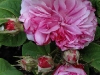 pink-leda3