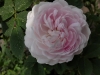 pompon-blanc-parfait