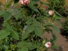 pompon-blanc-parfait2