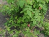 portlandica-duchess-of-portland-2