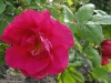 portlandica-duchess-of-portland