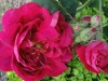 red-damask