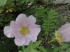 rosa-roxburghii