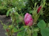 rose-de-puteaux