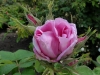 rose-de-puteaux2