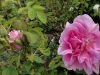 rose-de-puteaux3