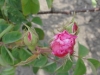 rose-des-peintres