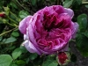 rose-du-maitre-decole