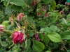 rose-du-maitre-decole2