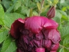 rotes-phanomen