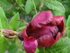 rotes-phanomen2
