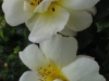 roza-rubiginosa-canary-bird2
