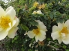 roza-rubiginosa-canary-bird3