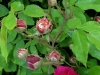 russeliana