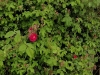 russeliana5