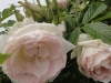 schiffer2