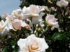 pearl-1a.jpg