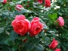summer-song7