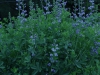 baptisia-aus