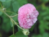 bella-donna
